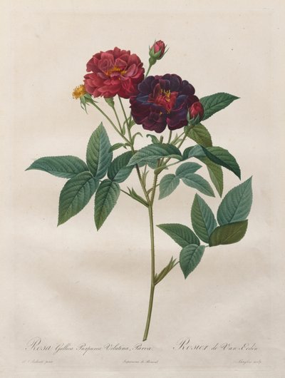 The Roses: Rosa Gallica Purpurea Velutina Parva by Langlois