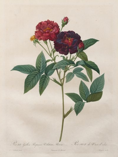 The Roses: Rosa Gallica Purpurea Velutina Parva by Langlois