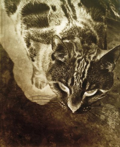 Cat (Negative Print) by Laszlo Moholy Nagy