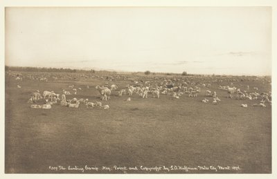 The Lambing Camp by Laton Alton Huffman
