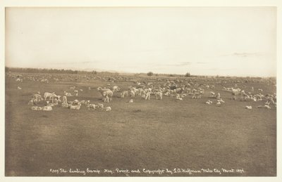 The Lambing Camp, 1894 by Laton Alton Huffman