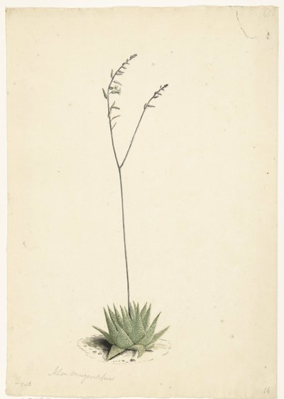 Blooming Aloe by Laurens Vincentsz. van der Vinne