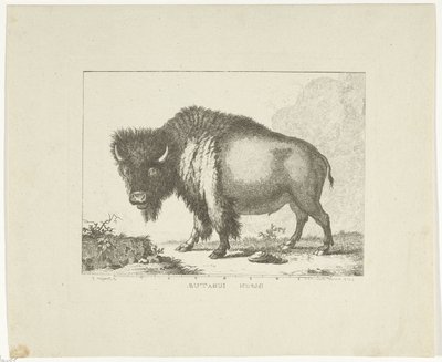 Bison by Leendert Brasser