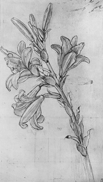 A Lily by Leonardo da Vinci