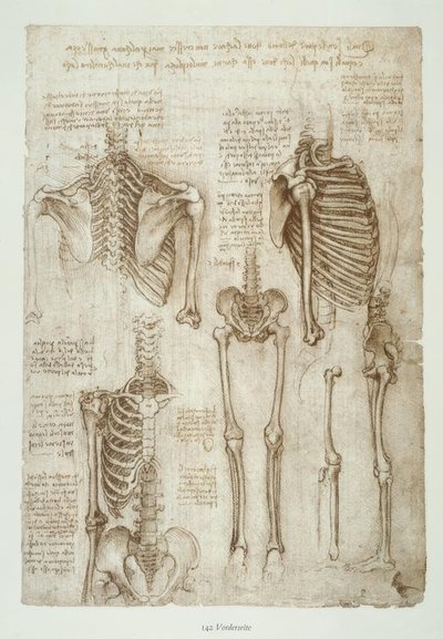Anatomy Studies by Leonardo da Vinci