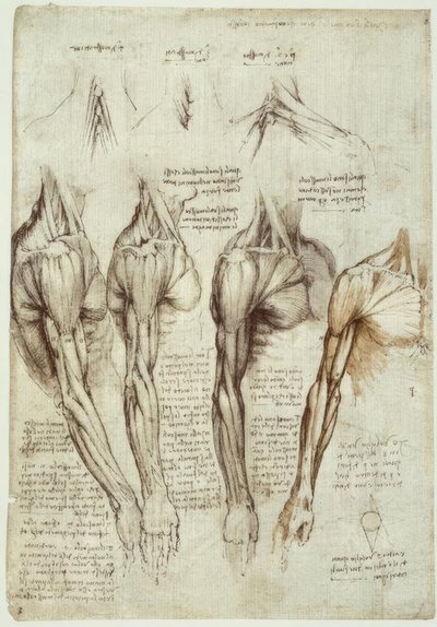 Anatomy Studies by Leonardo da Vinci