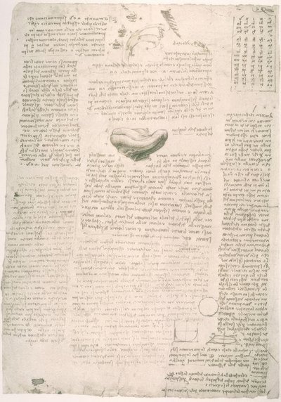Anatomy Studies by Leonardo da Vinci