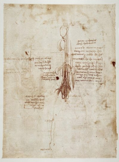Anatomy Studies by Leonardo da Vinci