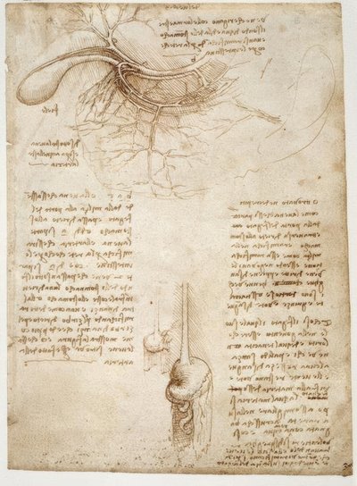 Anatomy Studies by Leonardo da Vinci