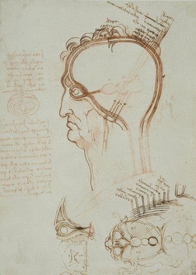 Anatomy Studies by Leonardo da Vinci