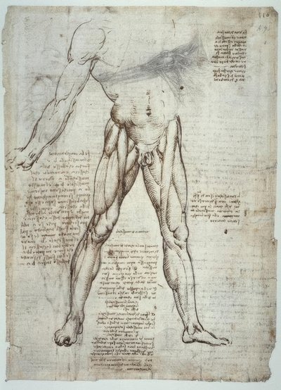 Anatomy Studies by Leonardo da Vinci