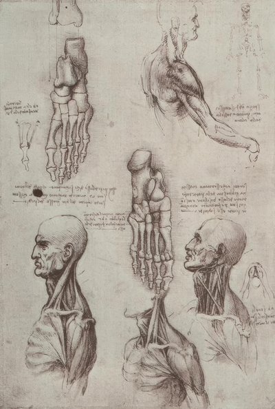 Anatomy Studies by Leonardo da Vinci