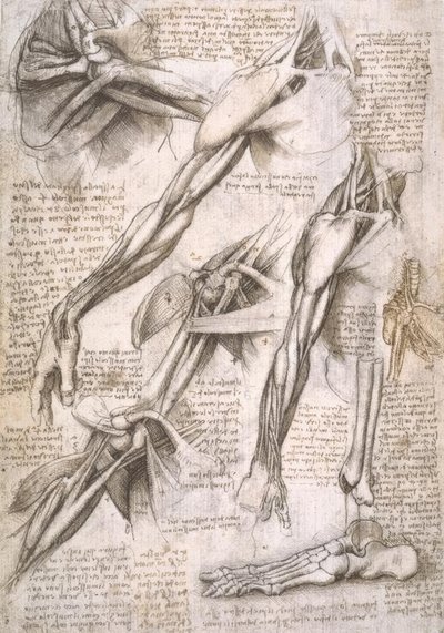 Anatomy Studies by Leonardo da Vinci