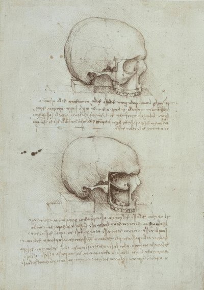 Anatomy Studies by Leonardo da Vinci