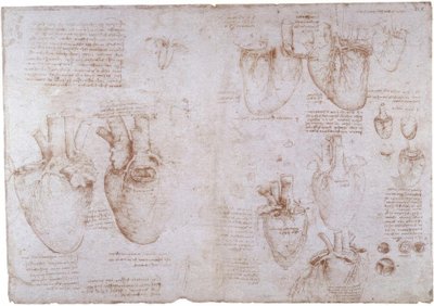 Anatomy Studies: Surface Veins... by Leonardo da Vinci