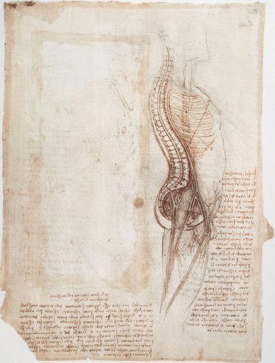 Anatomy Studies: Spine by Leonardo da Vinci