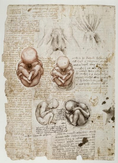 Fetus in Uterus by Leonardo da Vinci