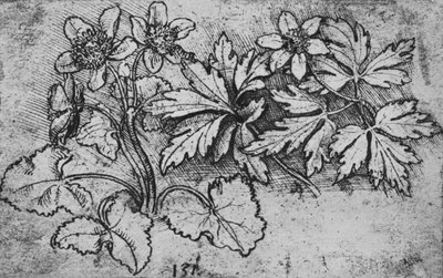 Sketch of a Plant by Leonardo da Vinci