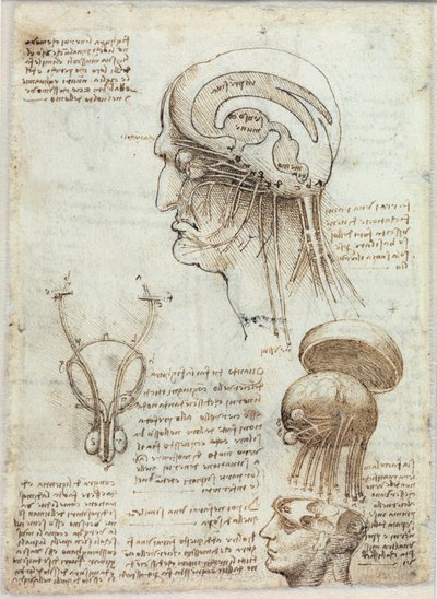 Unknown Image by Leonardo da Vinci