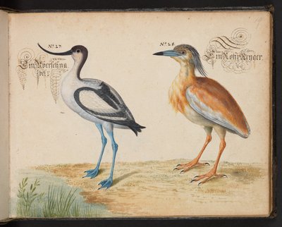 Avocet and Squacco Heron by Leonhard Baldner