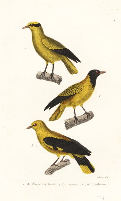Oriole species by Leopold Massard