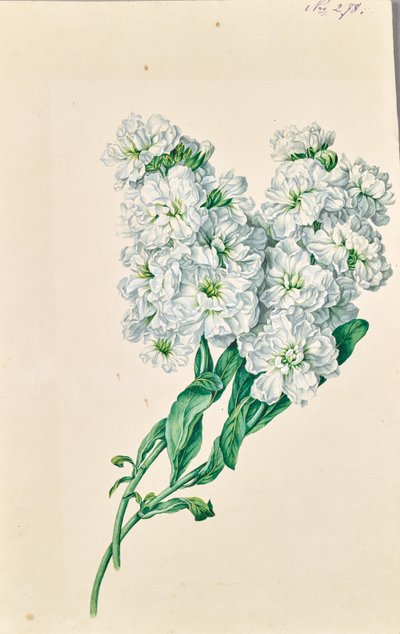 White Flowers by Leopold von Stoll