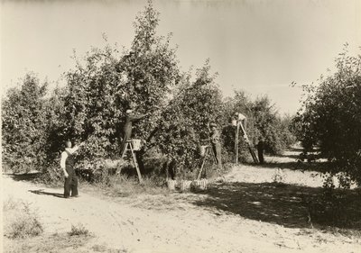 Untitled, ca. 1935 by Lewis Wickes Hine