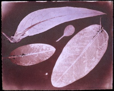 Four leaves by Herschel by Unbekannt Unbekannt
