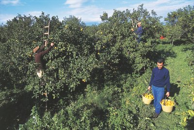 Harvesting Bergamot, Calabria, Italy by Unbekannt Unbekannt