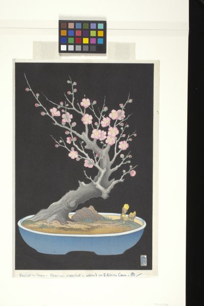Japanese Dwarf Plum by Lilian May Miller