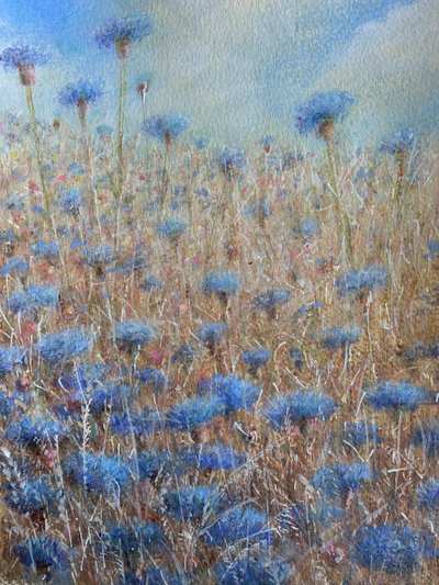 Cornflowers by Lincoln Seligman