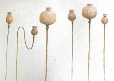 Dried Poppies by Lincoln Seligman
