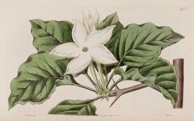 Gardenia propinqua by Lindley