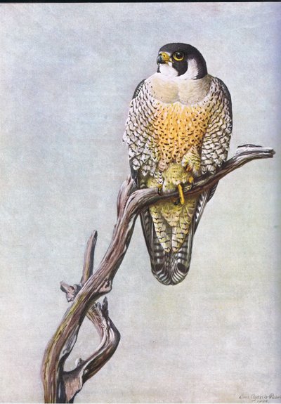Duck Hawk by Louis Agassiz Fuertes