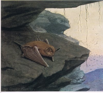 Free Tailed Bat by Louis Agassiz Fuertes