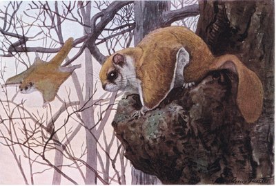 Southern Flying Squirrel Has Gliding Membranes by Louis Agassiz Fuertes