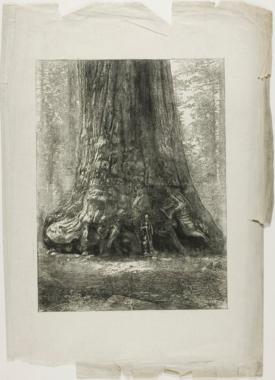 Twisted Trees by Louis Auguste Lepère