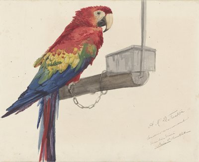 Parrot by Louis Charles Bombled