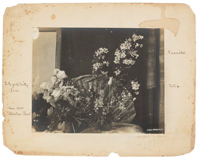 Tiffany Studios, c.1898-1920 by Louis Comfort Tiffany
