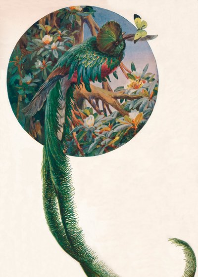 Long-tailed Trogons by Louis Fairfax Muckley