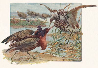 Ruffs and Reeves by Louis Fairfax Muckley