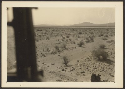 Amargosa Desert Plants by Louis Fleckenstein