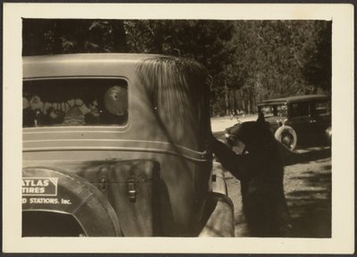 Bear at Car by Louis Fleckenstein