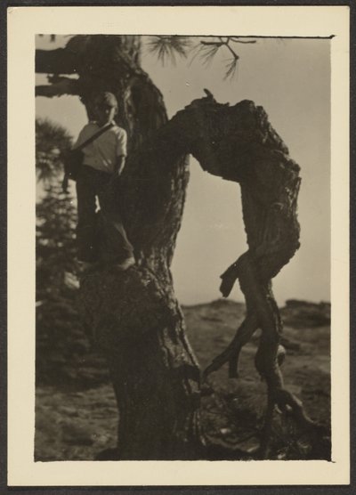 Bobby on Knot of Pine Tree by Louis Fleckenstein