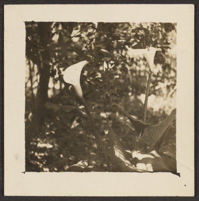 Calla Lilies by Louis Fleckenstein
