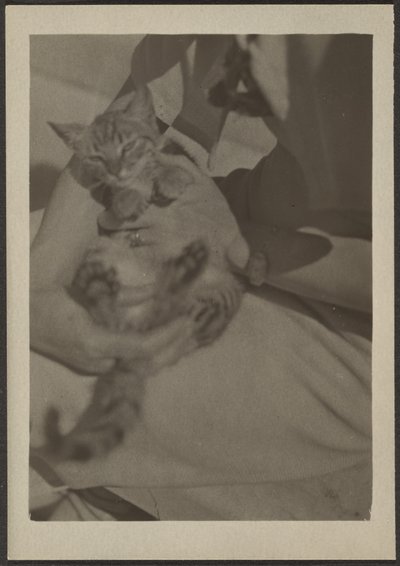 Cat by Louis Fleckenstein