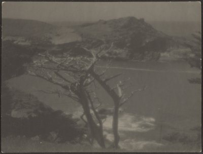 Cypress on Coast by Louis Fleckenstein