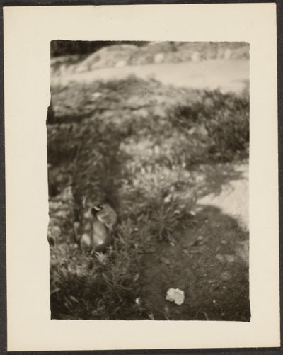 Duck in Landscape by Louis Fleckenstein