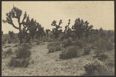Mojave Desert by Louis Fleckenstein