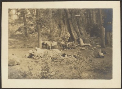 Pack Horses in Forest Clearing by Louis Fleckenstein